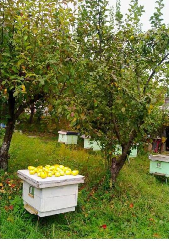 Farmer'S Guest House Telavi Exterior photo